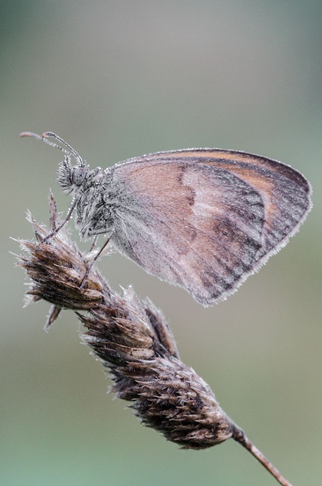 Sono tutte e 4 Coenonympha pamphilus? S